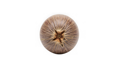 Brown nut with star shaped bottom  natural food