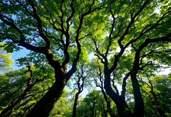 Fototapeta premium Tall trees with twisted dark branches reach upward covered in vibrant green leaves while sunlight streams through the canopy creating a peaceful and lush forest atmosphere