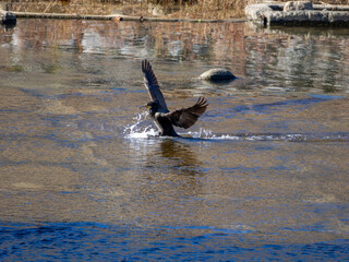 川に着水するカワウ