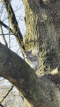 Urban Nature Scene Squirrel in Autumn City Park