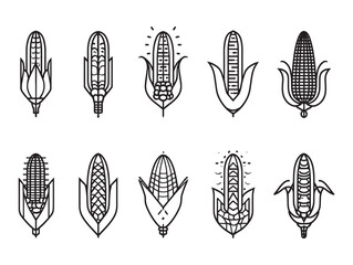 Corn cob fields shine under sunlight