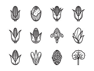 Corn cob kernels glisten in morning