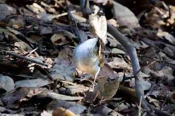Bewick's wren on fallen leaves