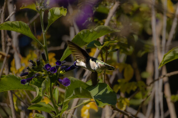 Anna's hummingbird getting nectar from a purple flower