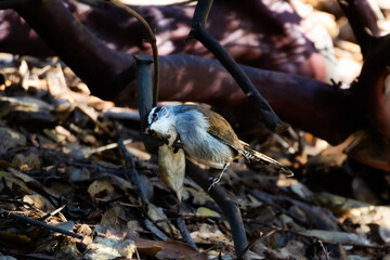 Bewick's wren on fallen leaves