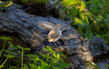 Bewich's wren on log