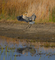 great blue heron landing on the ground 
