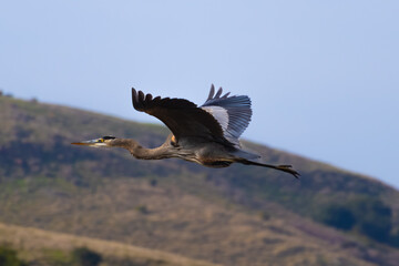 great blue heron flying 