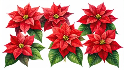 Six vibrant red poinsettias with green leaves