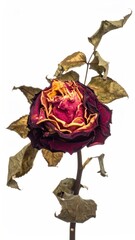 Wilted rose in burgundy and gold hues