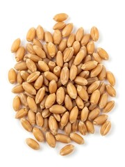 A close-up view of fresh and healthy whole wheat grains piled on a clean white background
