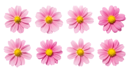 Valentine's day pink flowers isolated on transparent background