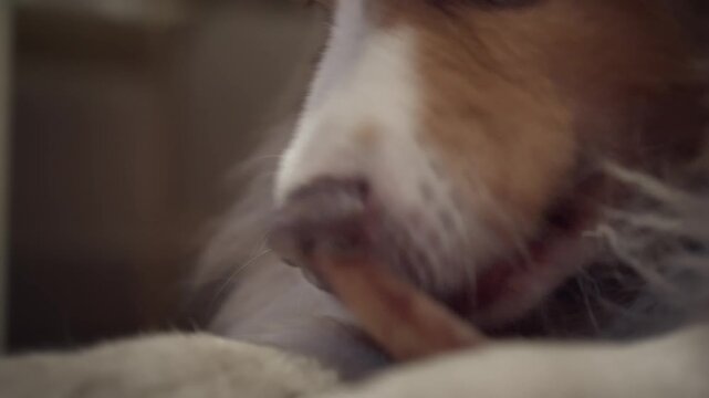 Shepherd dog enjoys gnarling teeth eating tasty marrow bone close-up