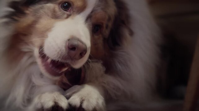Calm relaxed shepherd dog chewing juicy marrowbone Front Close-up