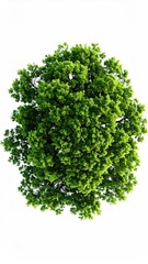 Fototapeta premium View from below of a full, lush green tree