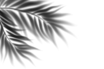Obraz premium Palm leaf shadow overlay with soft sunlight reflection on white wall. Realistic tropical vector background for summer mockup, decoration, abstract surface design or exotic scene.
