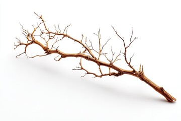 Branch lies, bare, brown, textured, with small offshoots