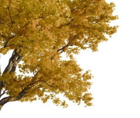 Acer campestre tree corner view, cutout, isolate, transparent background, Scenic mountain landscape with vibrant autumn foliage, colorful trees, and blue sky