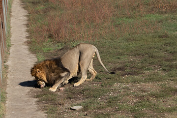 Lion Eating Meat Grassy Area - A lion eating meat in a grassy area near a fenced path.
