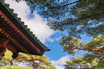 青空に映える日本の伝統建築の軒先と松の木 / Traditional Japanese Temple Eaves and Pine Trees Against a Blue Sky