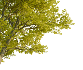 Quercus robur tree corner view, cutout, isolate, transparent background, Dramatic winter landscape, snowy mountains, snow covered peaks, serene vista, beautiful scenery