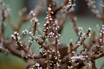 pruned rose bush covered with rime ice