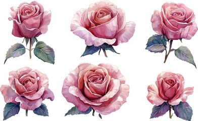 set of roses vector illustration
