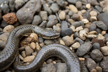 Obraz premium Small Dark Brown Snake Coiled on a Bed of River Rocks and Pebbles