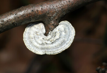 冬の朽ちた桜の枝に白い貝殻のようなシロアミタケ属キノコ（自然下茸類マクロ撮影）
