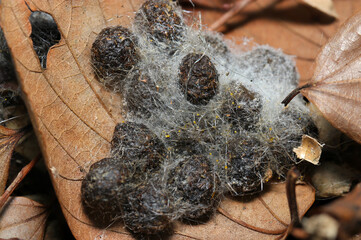 冬の落葉上に食肉目野生動物の排出された糞を白い毛で覆う数種のカビや糞生菌たちが繁殖（マクロ接写画像） © SAIGLOBALNT