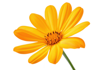 Vibrant orange flower with delicate petals and a prominent center, perfect for floral designs and botanical illustrations, isolated on transparent background