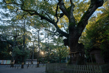 朝日の逆光に輝く熱田神宮の御神木の枝と葉のシルエット