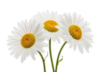 Three beautiful white daisies with yellow centers and green stems isolated on transparent background