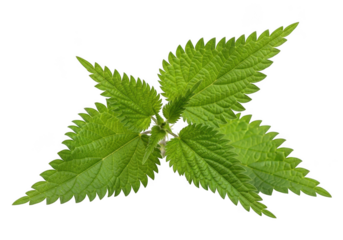 Fresh green nettle leaves with serrated edges and vibrant foliage isolated on transparent background