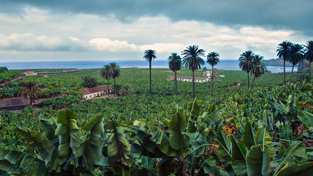 Large banana plantations in the process of ripening and close to harvest facing the sea