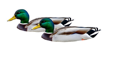 &ldquo;Pair of Mallard Ducks: Fresh Water Foliage Scene &ndash; Realistic wildlife illustration&rdquo;

