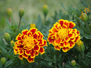 植物　秋　花　季節　風景