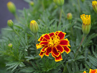 植物　秋　花　季節　風景