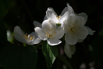 Delicate white jasmine flowers are in full bloom, set against lush green leaves. Captured at night, these fragrant blossoms suggest tranquility and elegance, making the scene calming and serene.