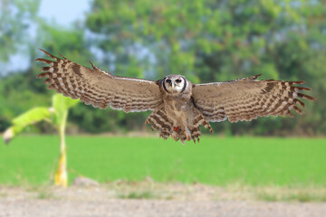 A beautiful Verreaux's eagle-owl is flying back to its owner.