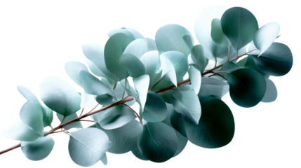 Fresh eucalyptus branch with round blue green leaves showcasing natural botanical texture and tranquil colors perfect for wellness spa decor organic product packaging and serene