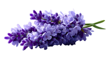 Freshly cut lavender flower sprigs displaying delicate purple blooms and velvety buds offer a natural and calming aesthetic for health, beauty, and relaxation product marketing