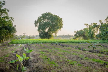 landscape field with a tree 