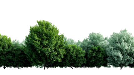 Lush vibrant green foliage creating a natural boundary or forest edge ideal for environmental themes, ecological studies, landscaping projects, or outdoor scene compositions