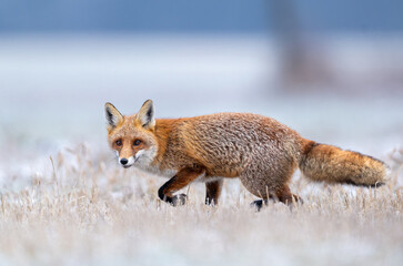 Fototapeta premium Red fox ( Vulpes vulpes ) in winter scenery