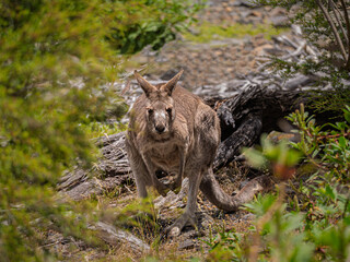 Crouched Grey Forester Kangaroo In The Scrub