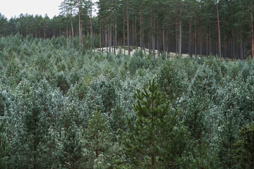 A young forest is growing © Kaspars