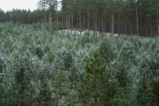 A young forest is growing