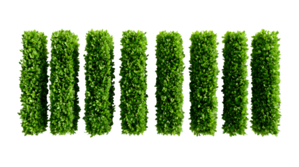 Vibrant green leafy columns arranged in a neat row convey natural elegance perfect for horticulture themes landscaping inspiration and fresh garden decor projects