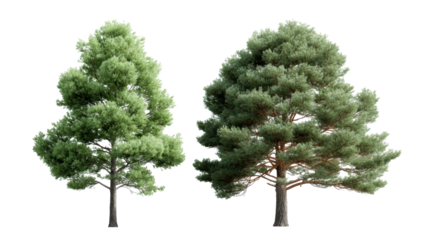 Two vibrant green trees, one slender and the other broad, standing side by side against a pure white background, ideal for architectural renderings, landscape design projects, or
